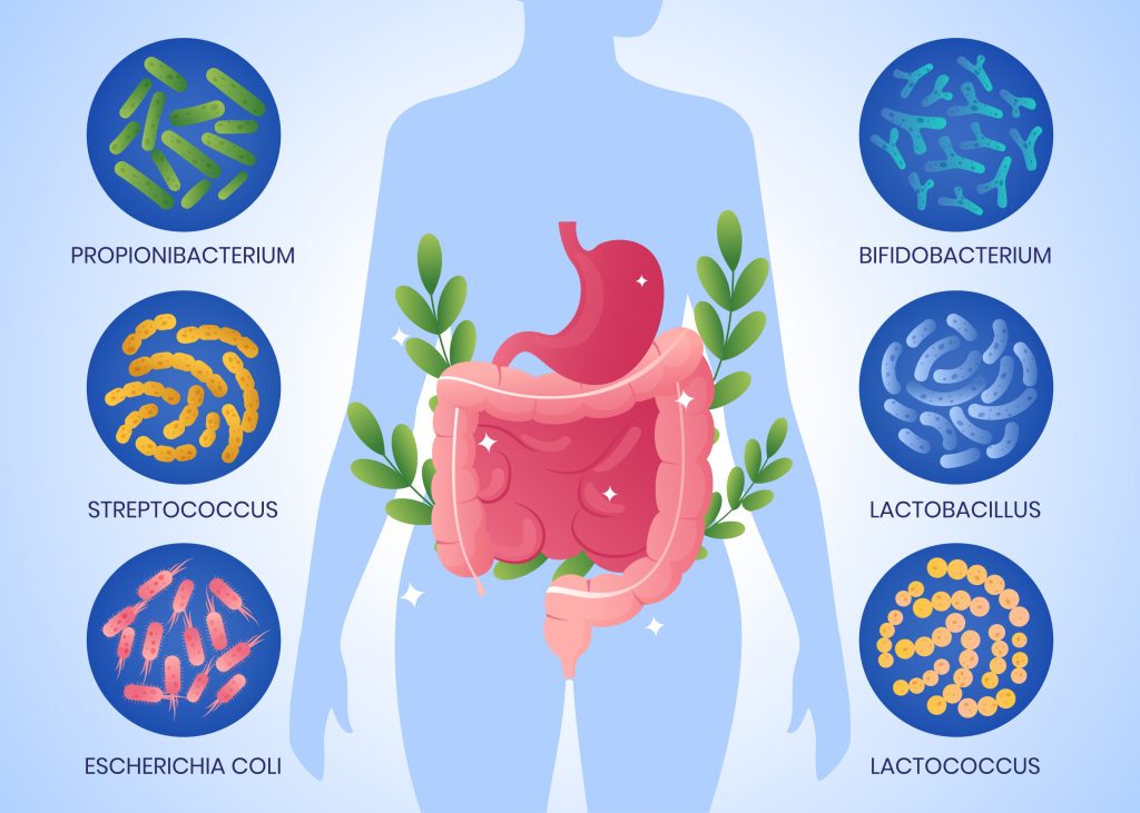 Gut health for weight loss microscopic view of beneficial intestinal bacteria