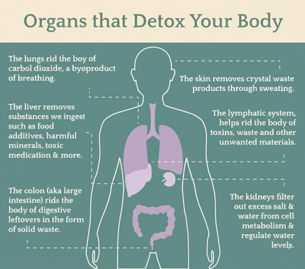 Gentle detox for beginners understanding body's natural detoxification system
