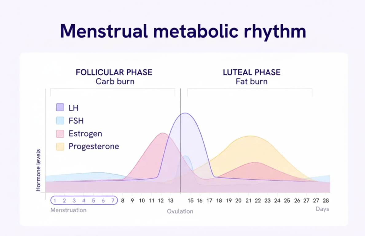 Chart showing metabolic eating for weight loss hormone patterns throughout 24-hour cycle 
