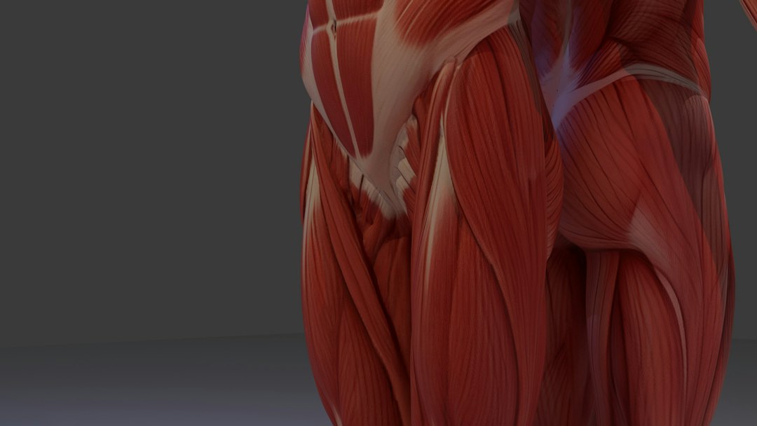 Comparison visual showing muscle tissue recovery mechanisms during complete rest versus low-intensity active recovery